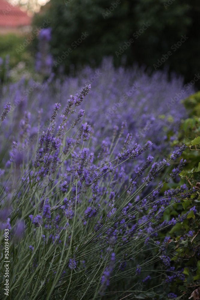 Obraz premium Lavanda