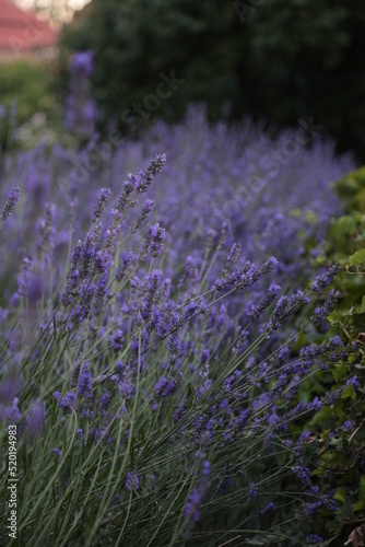 Lavanda