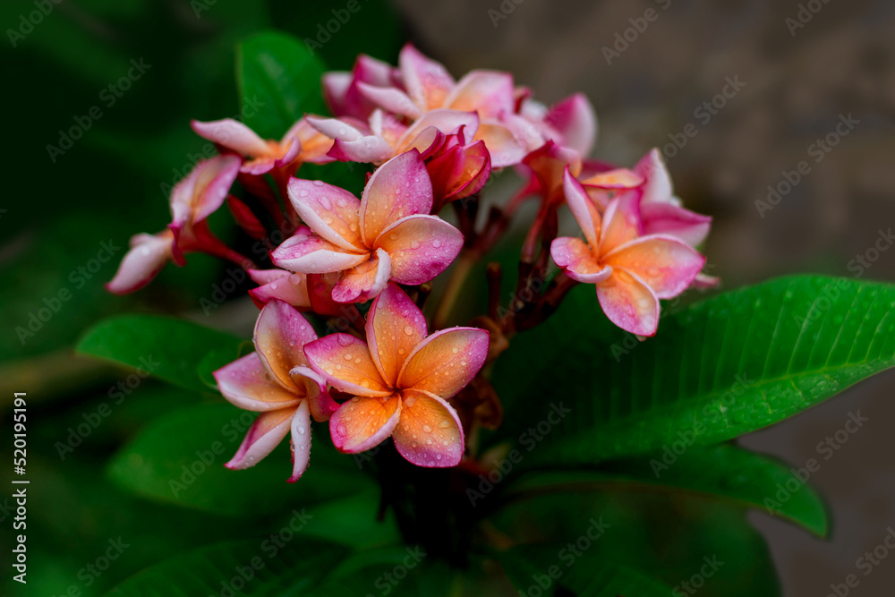 Naklejka premium Red flowers,Red Champa Laos. Petals 5 petals, fragrant flowers, green and red. Many species bloom throughout the year.
