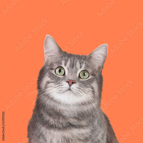 Fototapeta Naklejka Na Ścianę i Meble -  Cute grey tabby cat on pale orange background