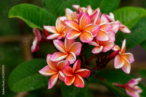 Red flowers,Red Champa Laos. Petals 5 petals, fragrant flowers, green and red. Many species bloom throughout the year.