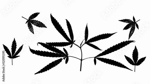 cannabis leaf silhouette black white background vector illustration