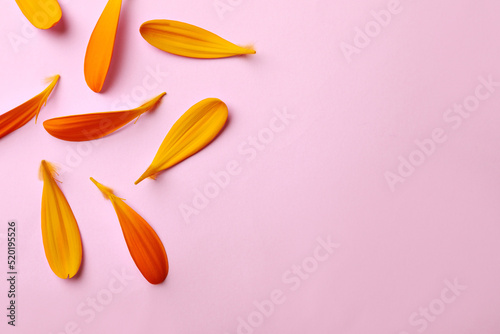Beautiful fresh orange flower petals on pink background, flat lay. Space for text