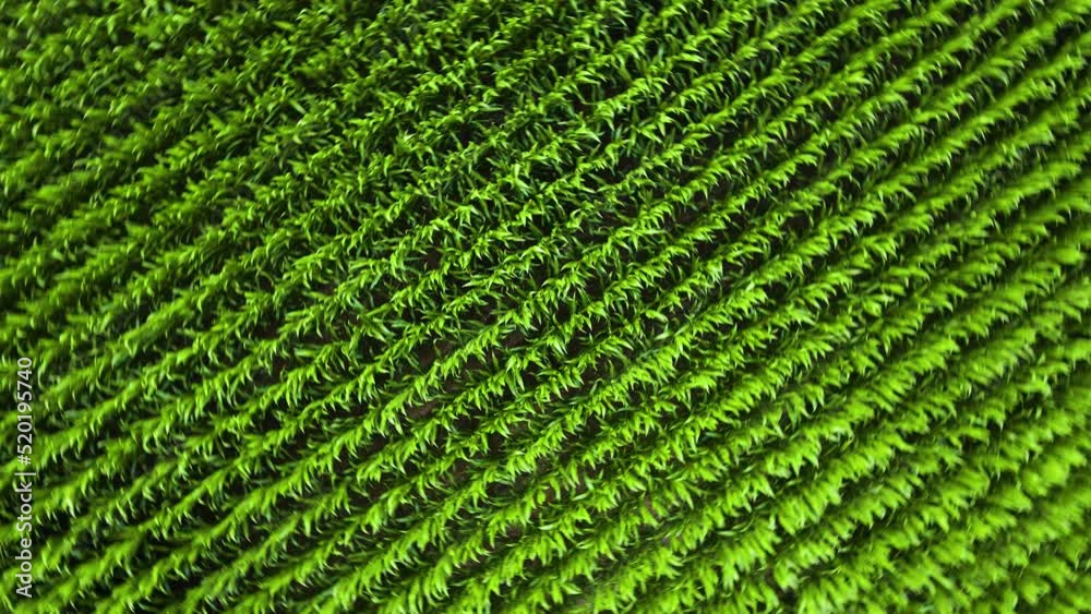 Aerial view drone camera swirl over green corn field. Concept of work in agronomic farm and production organic food Aerial view drone camera swirl over green corn field. Concept of work in agronomic farm and production organic food