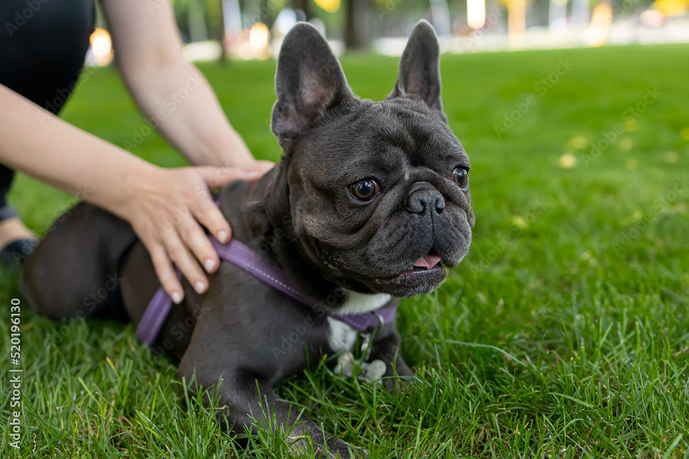 the hands of the owner hold the French bulldog so that he does not run forward quickly the hands of the owner hold the French bulldog so that he does not run forward quickly