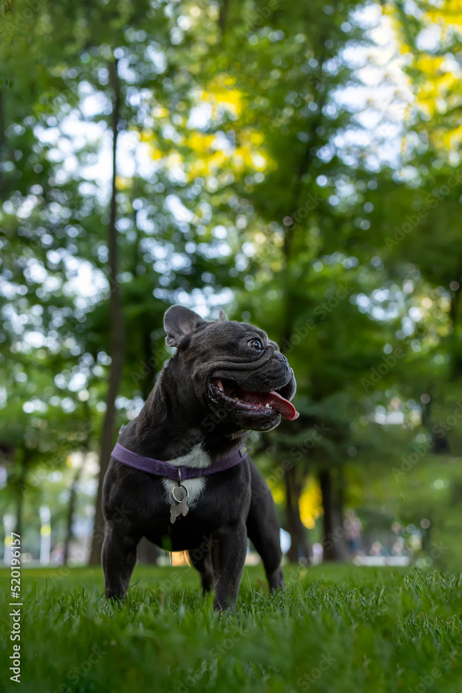 the french bulldog stands in the park and looks away the dog stuck out his tongue from thirst
