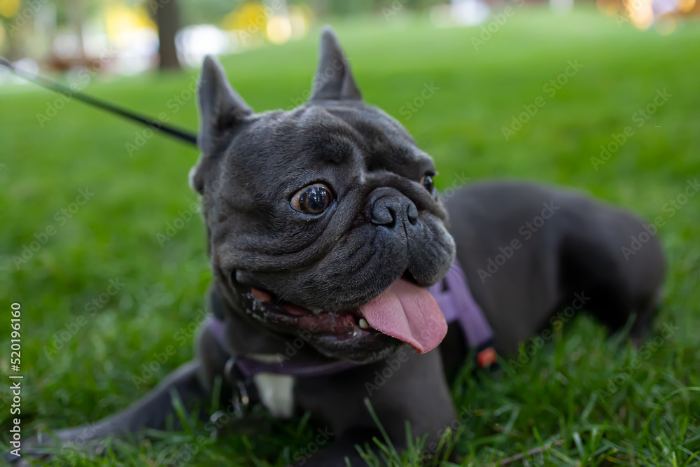 cheerful dog french bulldog lies in the park with his tongue hanging out