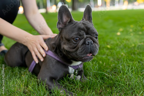 the hands of the owner hold the French bulldog so that he does not run forward quickly