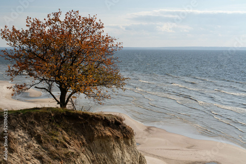 a tree on a hill above an ocean beach © technics polemics