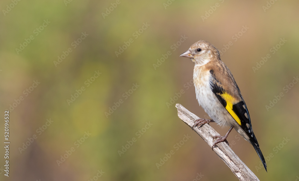 European goldfinch, Carduelis carduelis. A young bird sits on a branch against a beautiful background European goldfinch, Carduelis carduelis. A young bird sits on a branch against a beautiful background
