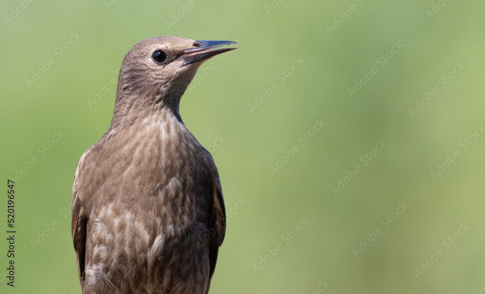 Common starling, Sturnus vulgaris. Young bird, close-up Common starling, Sturnus vulgaris. Young bird, close-up