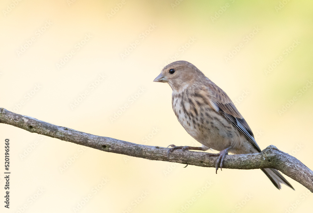 Common linnet, Linaria cannabina. The young bird sits on a branch against a beautiful golden background