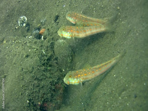 Orange-dashed goby (Valenciennea puellaris) fighting photo