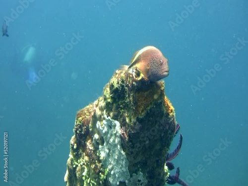 Freckled hawkfish (Paracirrhites forsteri) photo