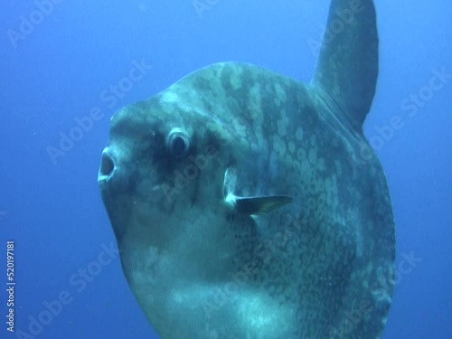 Oceanic sunfish (mola-mola)