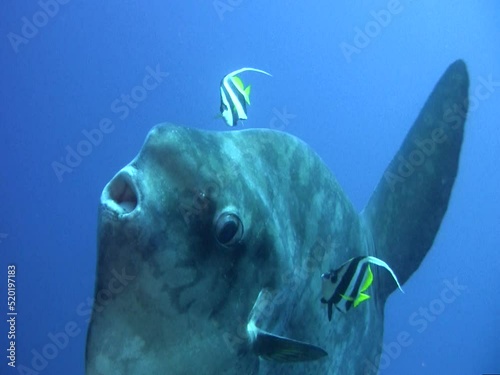 Oceanic sunfish (mola-mola) being cleaned by bannerfish