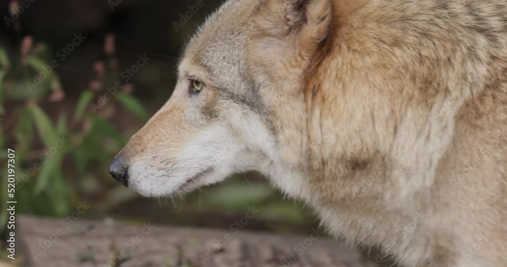Wolf Canis Lupus Also Known As The Gray Wolf Is The Largest Extant wolf-canis-lupus-also-known-as-the-gray-wolf-is-the-largest-extant