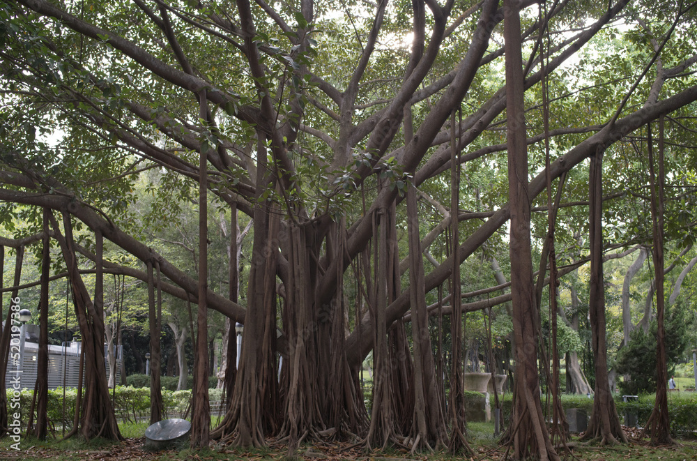 Fototapeta premium trees in the park