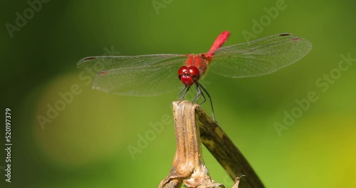 Scarlet Dragonfly (Crocothemis erythraea) is a species of dragonfly in the family Libellulidae. Its common names include broad scarlet, common scarlet darter. photo