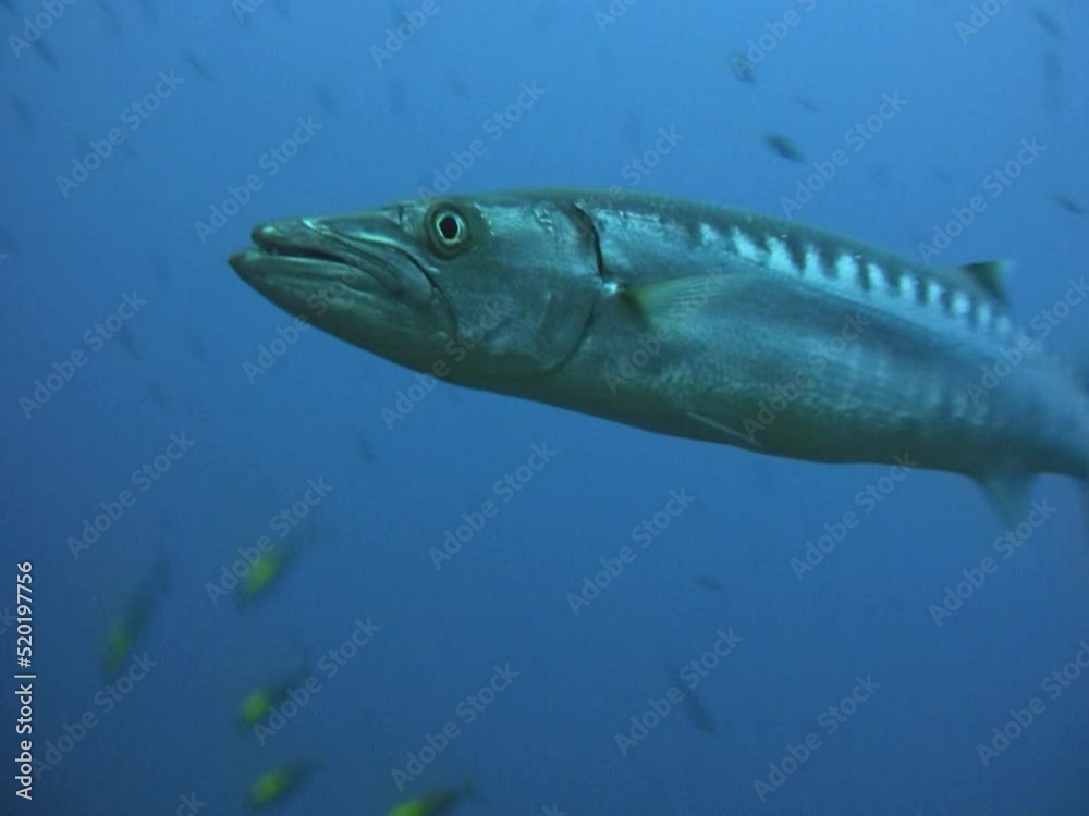 Great barracuda (Sphyraena barracuda) swimming towards camera Great barracuda (Sphyraena barracuda) swimming towards camera