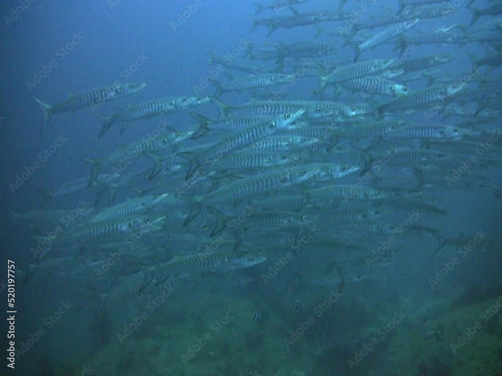 Blackfin barracuda (Sphyraena qenie) in school Blackfin barracuda (Sphyraena qenie) in school
