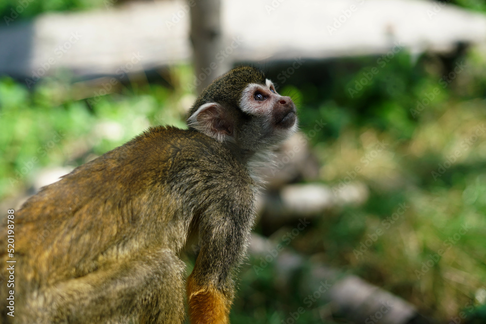 Obraz premium saimiri monkey looking at the sky