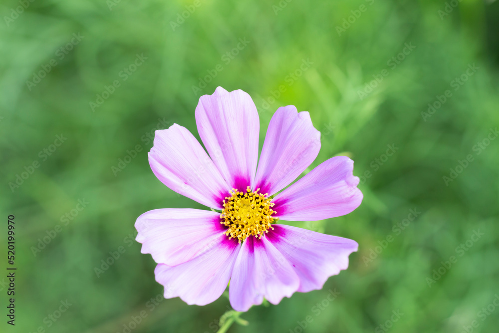 Pink cosmos flower in green garden background. Pink cosmos flower in green garden background.