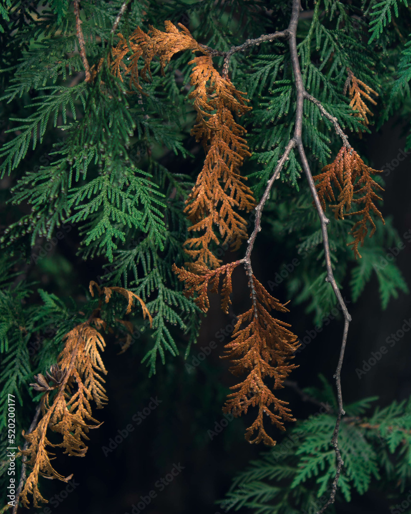 Coniferous branches Coniferous branches