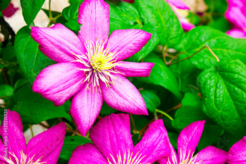 Flowering Pink Clematis Clematis hybrida on a pink background. Beautiful purple flowering Clematis. A large clematis flower with yellow finger-like stamens. photo