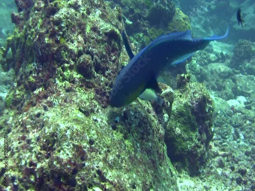 Roundhead parrotfish (Chlorurus strongycephalus) photo