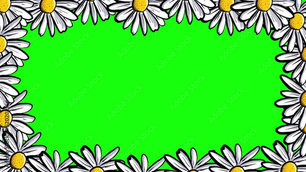 Animated hand drawn daisy Frame Design Isolated on Green Chroma Key