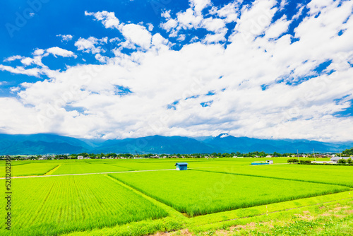 夏の信州　安曇野の田園風景