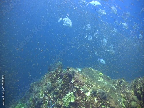 School of fusilier hunted by trevallies and moving together photo