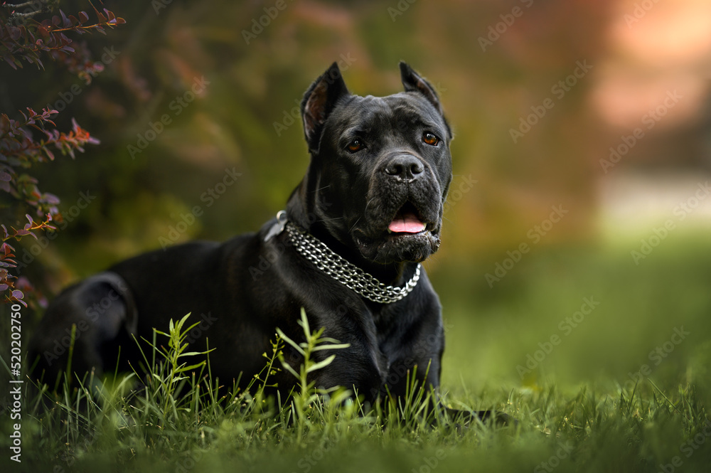 black cane corso dog in a collar lying down on grass