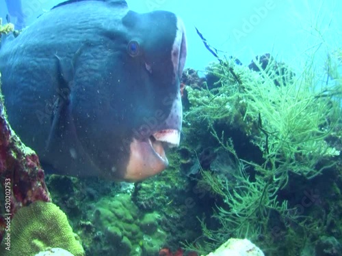 Humphead or Bumphead parrotfish (Bolbometopon muricatum) eating coral photo