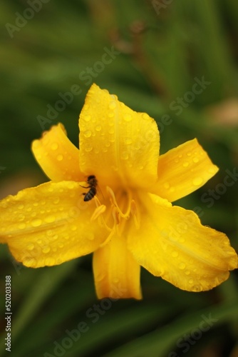 Yellow flowers after the rain, bee on yellow flowers after rain. Rain drops flower 