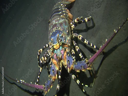 Spiny lobster (Panulirus ornatus) monster size photo