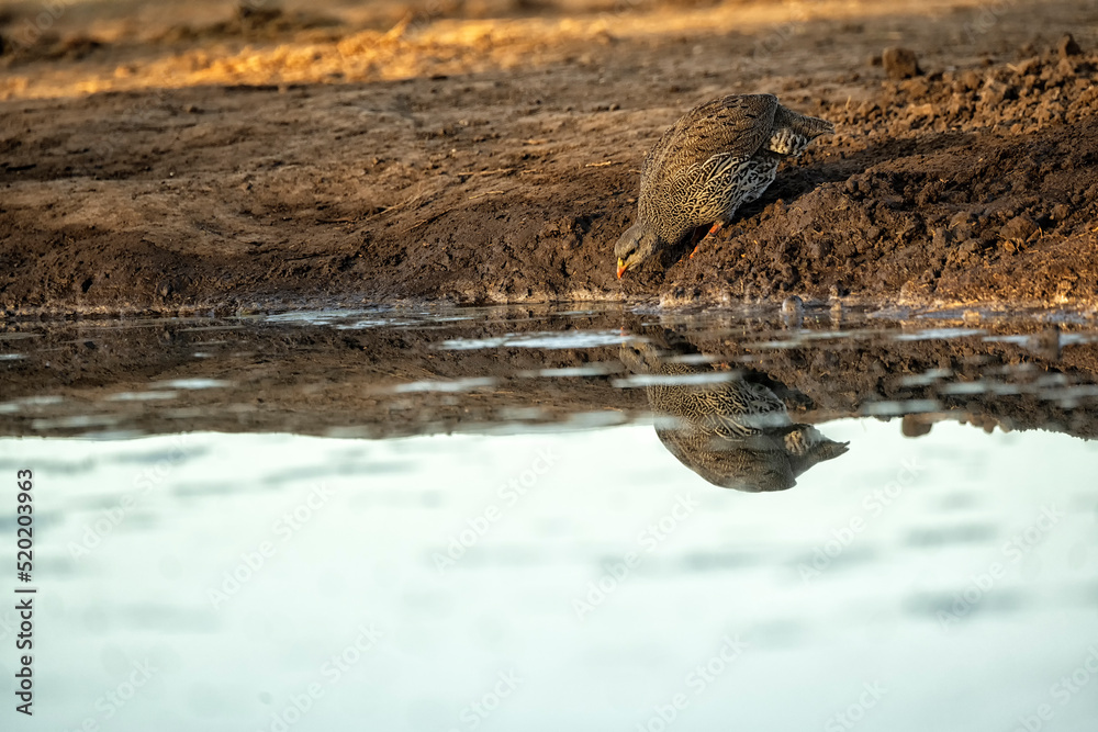 Φωτογραφία Swainson's spurfowl or Swainson's francolin (Pternistis swainsonii) at waterhole