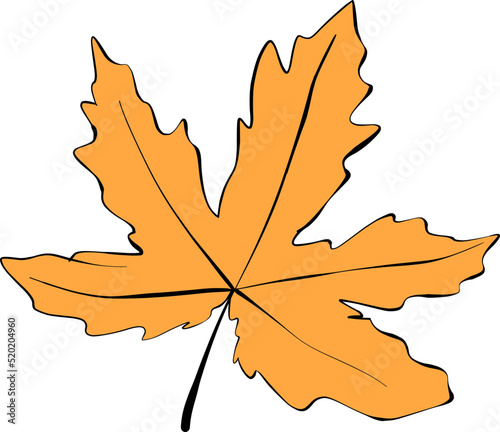 Maple Leaf