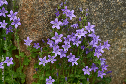 Zwerg-Glockenblumen (Campanula cochleariifolia) photo