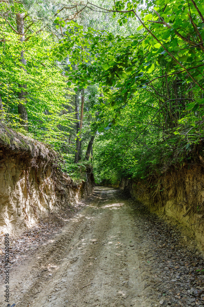 Fototapeta premium Ravine covered by green forest