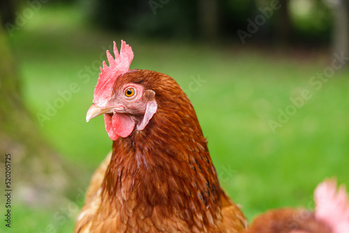 Rhode Island Red chicken closeup photo