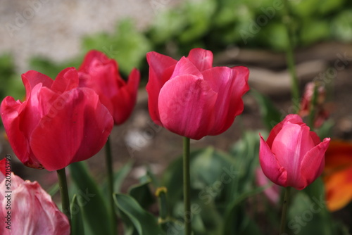 Tulipanes