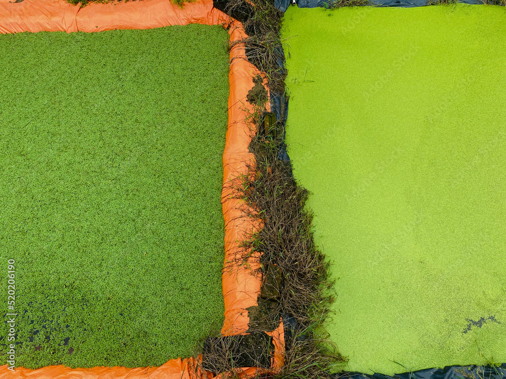 Azolla and Duckweed Pond cultivating. Image for alternative food and ...