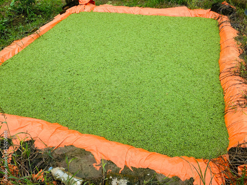 Azolla for Animal feed Alternative. Image for Feed efficiency strategy for animal farming, fertilizer, agribusiness and opportunities.  