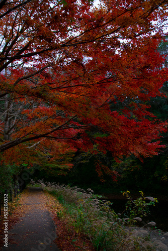 養老渓谷の紅葉 © SYK_23