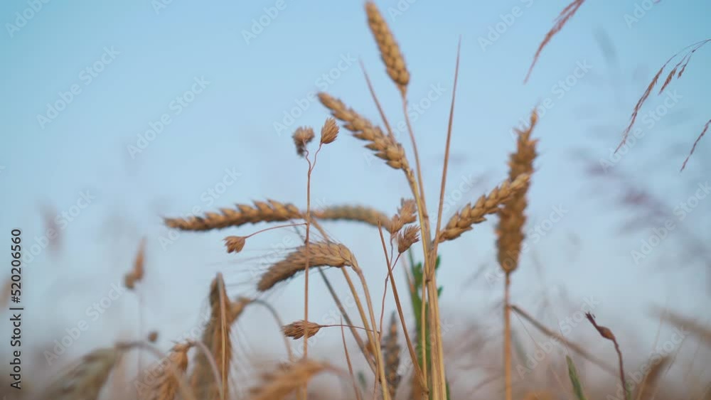 Sunny ripe yellow wheat field against blue clear sky without clouds background. Concept of work in agronomic farm and production organic food Sunny ripe yellow wheat field against blue clear sky without clouds background. Concept of work in agronomic farm and production organic food
