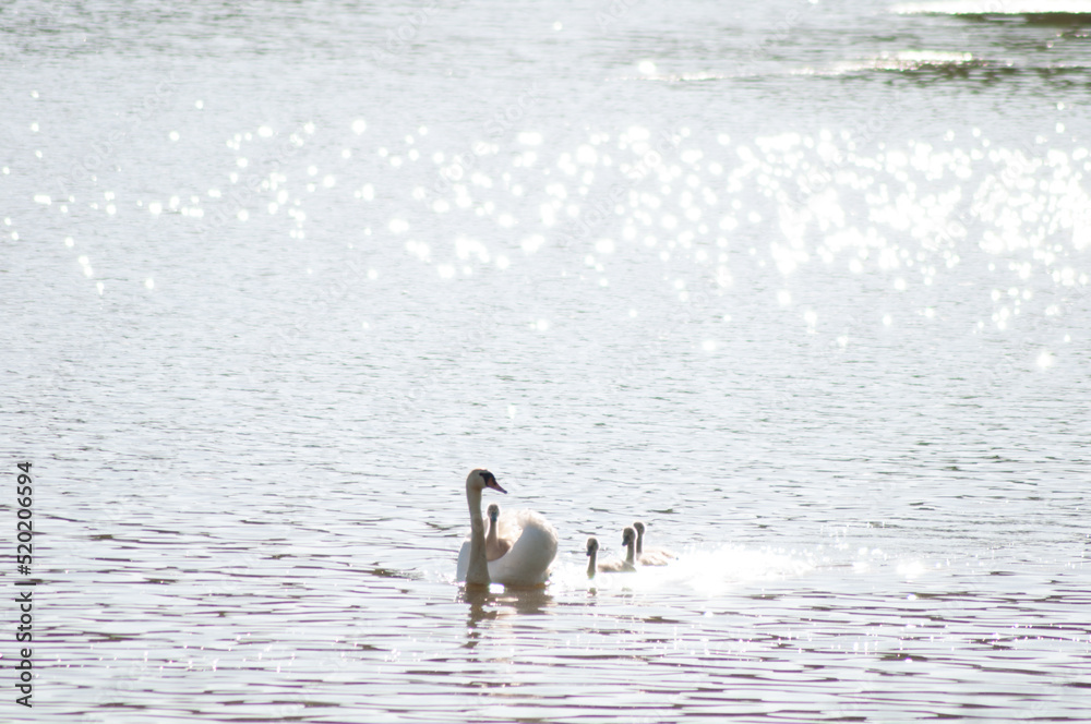 Fototapeta premium a swan with small chicks floats on the lake. beautiful bird portrait