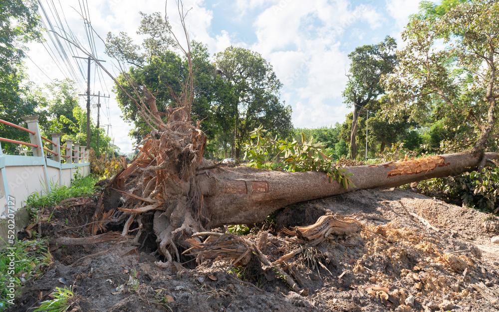 Fototapeta premium Dig a tree root Fallen tree, a torn tree with roots from under the ground lies on the ground.