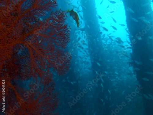 Posts of Candidasa jetty with school of fishes photo